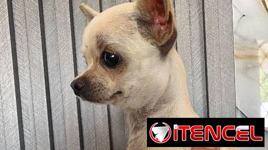 Cachorra Chihuahua cabeza de manzana de 5 meses, ya vacunada y con muy buena genética, para más información 53493047