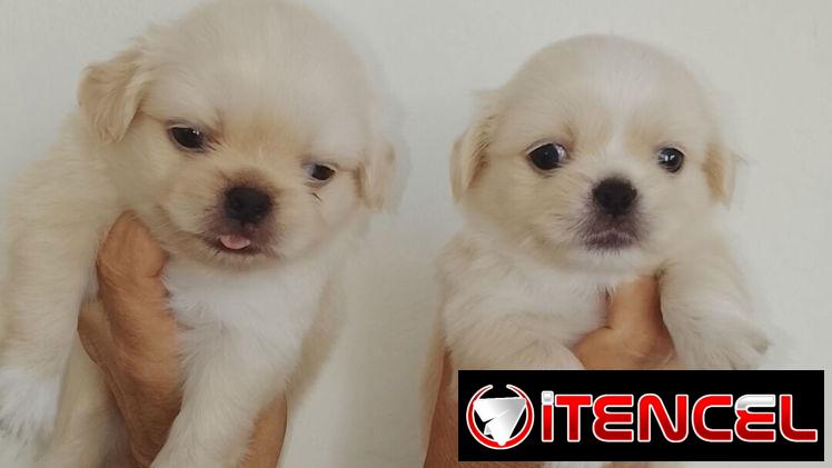 🐾 SPANIEL TIBETANOS CONOCIDOS COMO PEQUINÉS MACHOS BETTY MASCOTAS WHATSAPP 52506841  🐾 — foto 2
