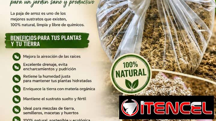 Sustrato para mantener a las plantas hermosas 🌿