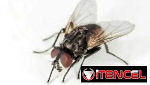 Tienes moscas las Eliminamos . Fumigacion