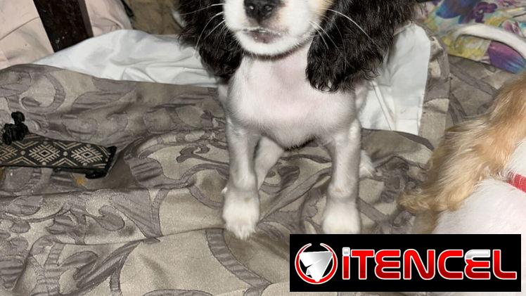Venta de coker spaniel contactar con 55000733 — foto 4