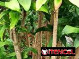 Plantas por encargo