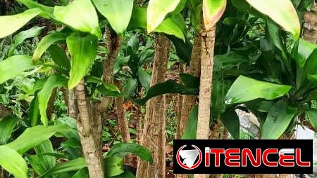Plantas por encargo