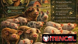 Atención veterinaria a cerdos