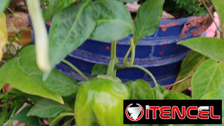 Plantas medicinales, aromáticas, frutales, vegetales, ornamentales y otras variedades. — foto 3