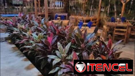 🌿 ¿TU PATIO ESTÁ TRISTE Y NO TIENES TIEMPO DE ARREGLARLO? 🌿 — foto 4