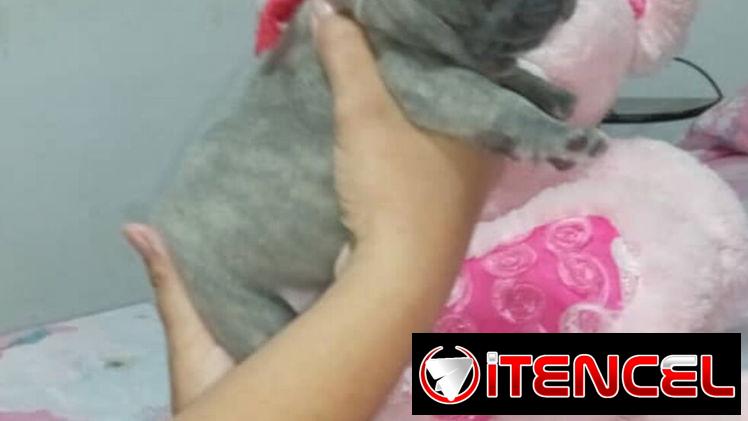 BULLDOG FRANCES,ambos sexos,azules en 1000 USD y negros en 600 USD o equivalente,TENGO MENSAJERÍA,tienen 38 días — foto 4