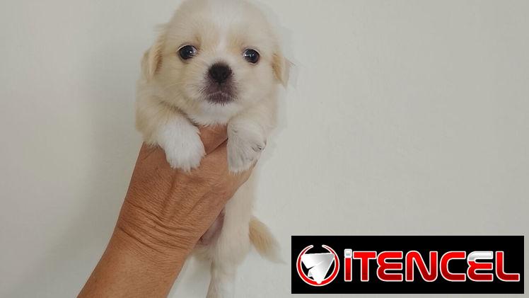 Presiosas cachorras de pekinés HEMBRAS desparasitadas,activas,juguetonas — foto 2