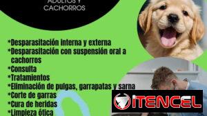 Veterinario a Domicilio para perros adultos y cachorros
