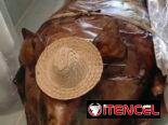 🐖 Cerdo entero de 70 libras para 35 personas con su comida criolla