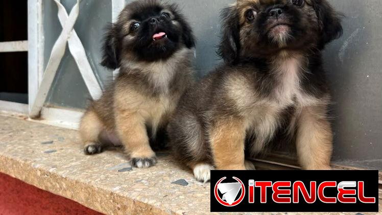 PEQUINÉS,machos,en 60 USD o equivalente,TENGO MENSAJERÍA,tienen 98 días,ESTAN VACUNADOS y desparacitados — foto 3