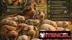 Veterinario especializado en cerdos a Domicilio ‼️