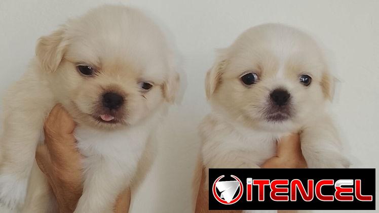 Presiosas cachorras de pekinés HEMBRAS desparasitadas,activas,juguetonas — foto 3