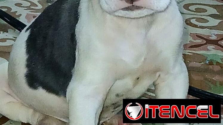 🐾 PITBULL AMBOS SEXOS   BETTY MASCOTAS WHAT'SAPP 52506841 🐾 — foto 2