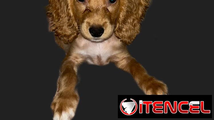 Venta de coker spaniel contactar con 55000733 — foto 2