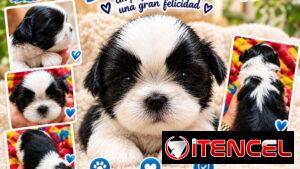Hermoso cachorro macho Shih-tzu