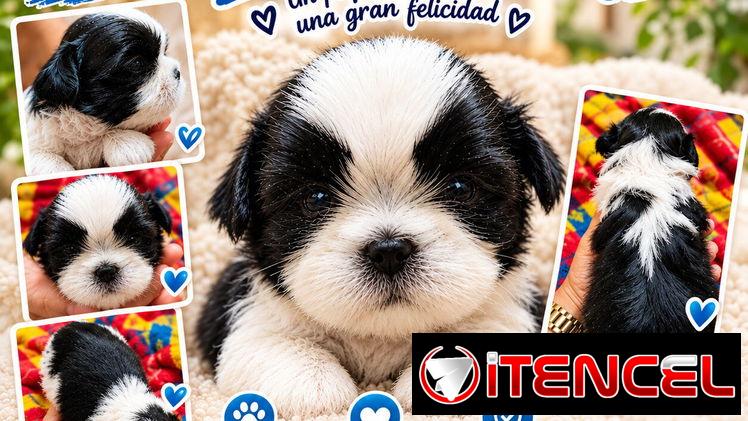 Hermoso cachorro macho Shih-tzu — foto 1