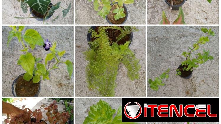 Plantas naturales.  Únete a mi grupo de WhatsApp — foto 2