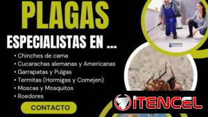 Fumigación Estrella 💫 PlagaKØ