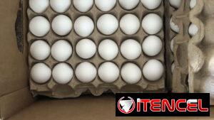 Carton de huevo