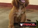 Cachorro Cocker Spinel