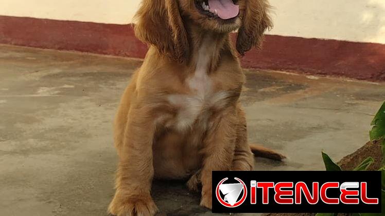 Cachorro Cocker Spinel
