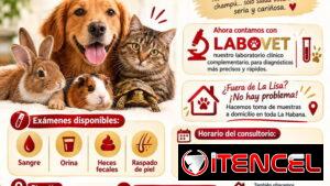 Consultorio Veterinario LULÚ - Domicilio Disponible (Kinetica)