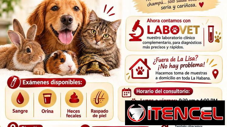 Consultorio Veterinario LULÚ – Domicilio Disponible (Kinetica)