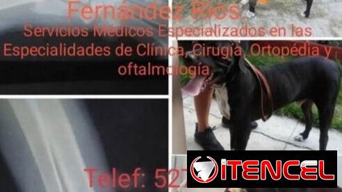 Veterinario de urgencias 24horas