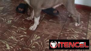 AMÉRICAN BULLY CON PEDIGRI,macho,en 250 USD o equivalente,TENGO MENSAJERÍA,tiene 7 meses Y ESTÁ VACUNADO E INSCRITO