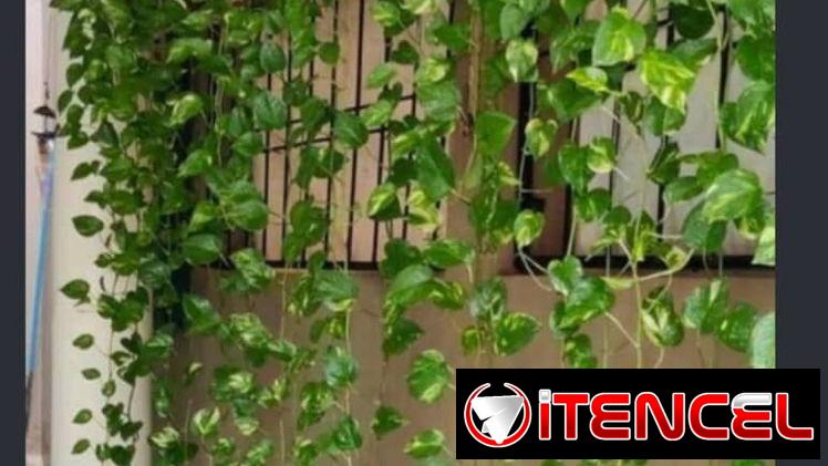Enredaderas artificiales — foto 4