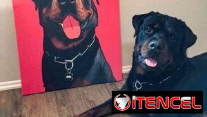 EL REGALO PERFECTO PARA TU MASCOTA (2500 MN EN ADELANTE)