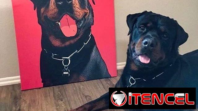 EL REGALO PERFECTO PARA TU MASCOTA (2500 MN EN ADELANTE) — foto 1