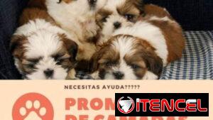 💜 🐾 Encuentre un buen propietario para sus cachorros. 52506841 BETTY MASCOTAS 🐾 💜