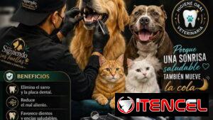 Limpieza bucal PROFESIONAL para perros y gatos a Domicilio 🐱🐶