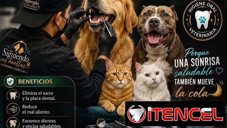 Limpieza bucal PROFESIONAL para perros y gatos a Domicilio 🐱🐶