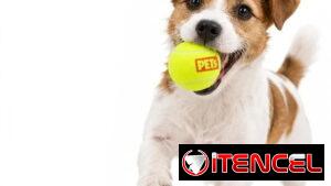Pelotas de tenis 🎾  con pito