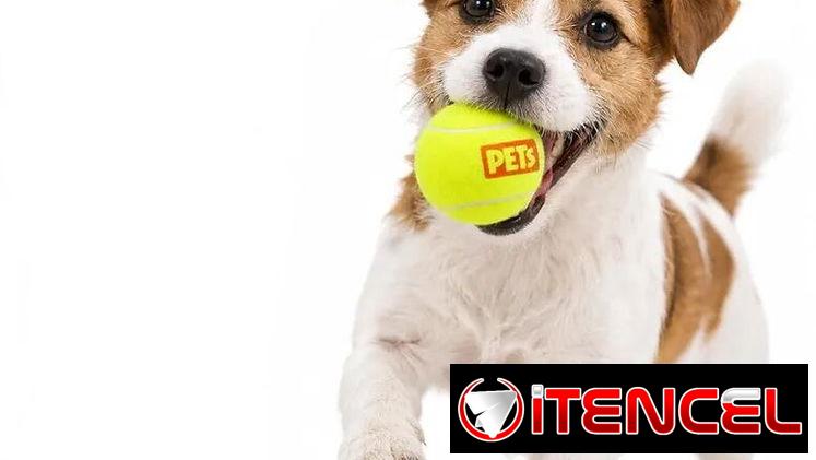 Pelotas de tenis 🎾 con pito