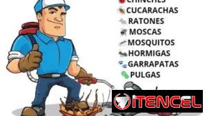 Fumigador .