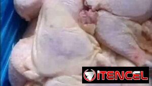 pollo