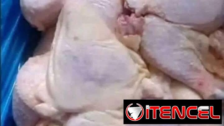 pollo