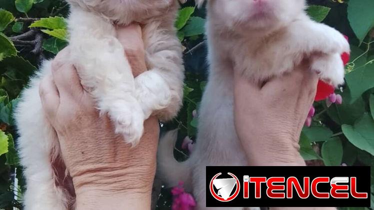 🐾 SPANIEL TIBETANOS CONOCIDOS COMO PEQUINÉS MACHOS BETTY MASCOTAS WHATSAPP 52506841  🐾 — foto 3