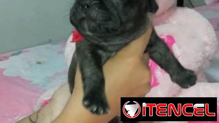BULLDOG FRANCES,ambos sexos,azules en 1000 USD y negros en 600 USD o equivalente,TENGO MENSAJERÍA,tienen 38 días — foto 2