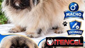 👑🐶 ¡PEQUINÉS IMPERIAL MACHITO BETTY MASCOTAS WHATSAPP 52506841! 🐶👑