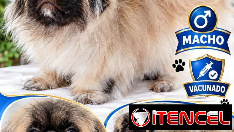 👑🐶 ¡PEQUINÉS IMPERIAL MACHITO BETTY MASCOTAS WHATSAPP 52506841! 🐶👑