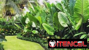 servicios de Jardinería y diseño