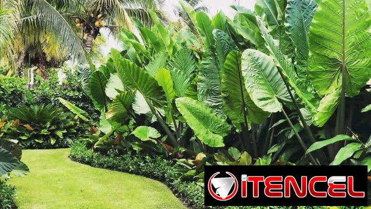 servicios de Jardinería y diseño — foto 1