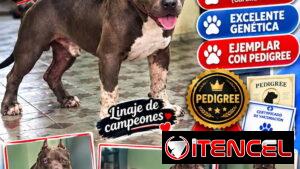 🔥 AMERICAN BULLY CON PEDIGREE 7 MESES BETTY MASCOTAS WHATSAPP 52506841 🔥