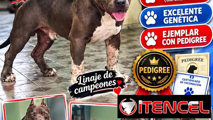 🔥 AMERICAN BULLY CON PEDIGREE 7 MESES BETTY MASCOTAS WHATSAPP 52506841 🔥