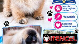 👑🐶 ¡HERMOSA PEQUINÉS IMPERIAL CON PEDIGREE HEMBRA! BETTY MASCOTAS WHATSAPP 52506841 🐶👑